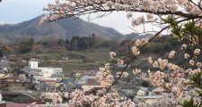 5.茶臼山の桜と…
