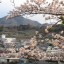 5.茶臼山の桜と…
